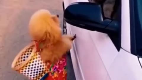 Funny Dog Videos 2021 #shorts
