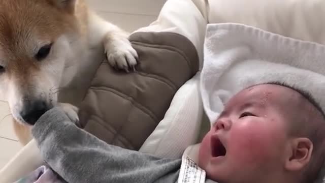 This Shiba Inu is so gentle with human babies