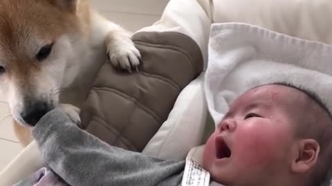 This Shiba Inu is so gentle with human babies