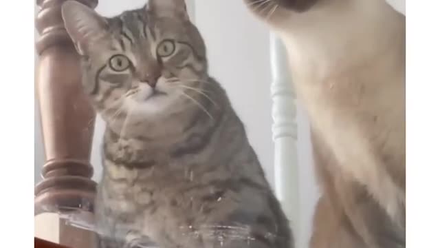 Cute funny cat