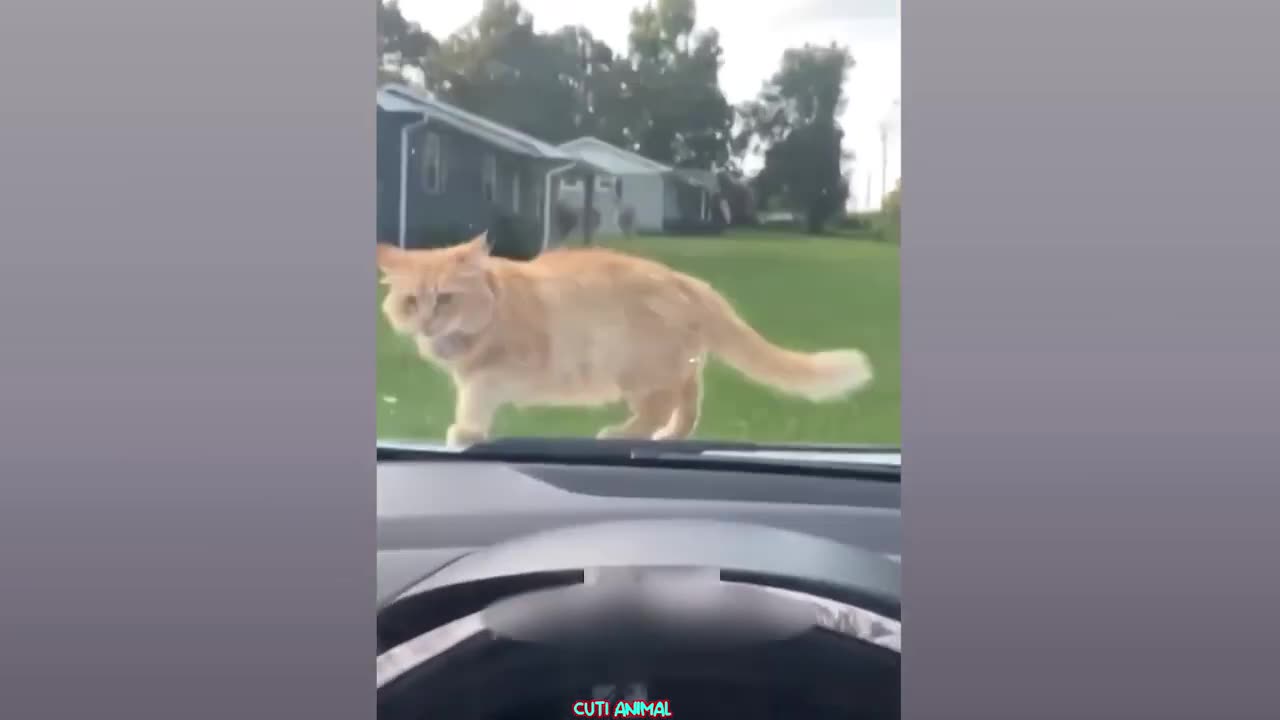 Funny cat video😂😂