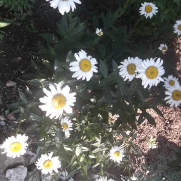 Daisies
