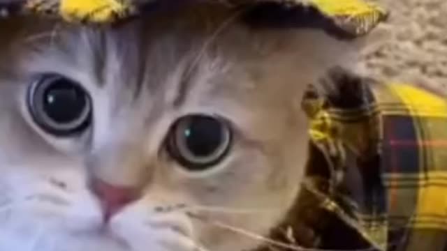 MEOW! 🐱