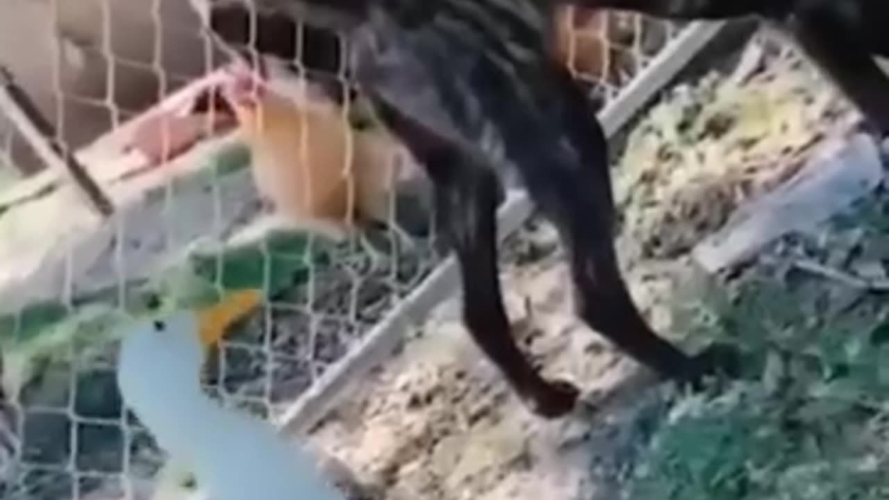 funny animals