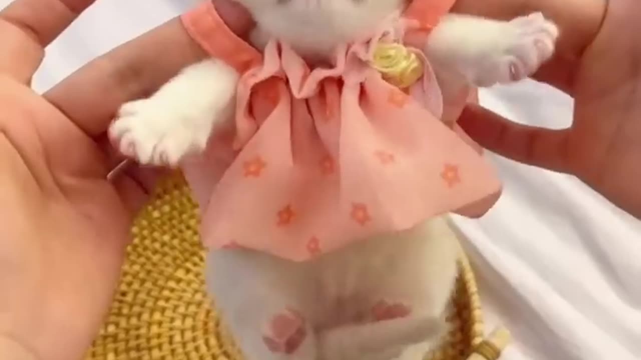 Cats funny moments video