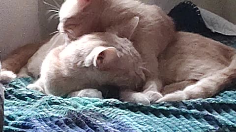 Cats having fun