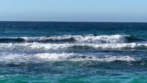 Delightful Dolphins Downunder