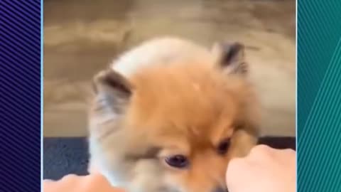 Funny cats and dog