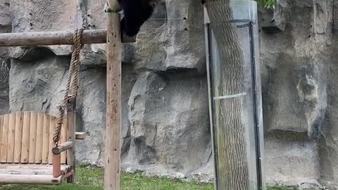 giant pandas