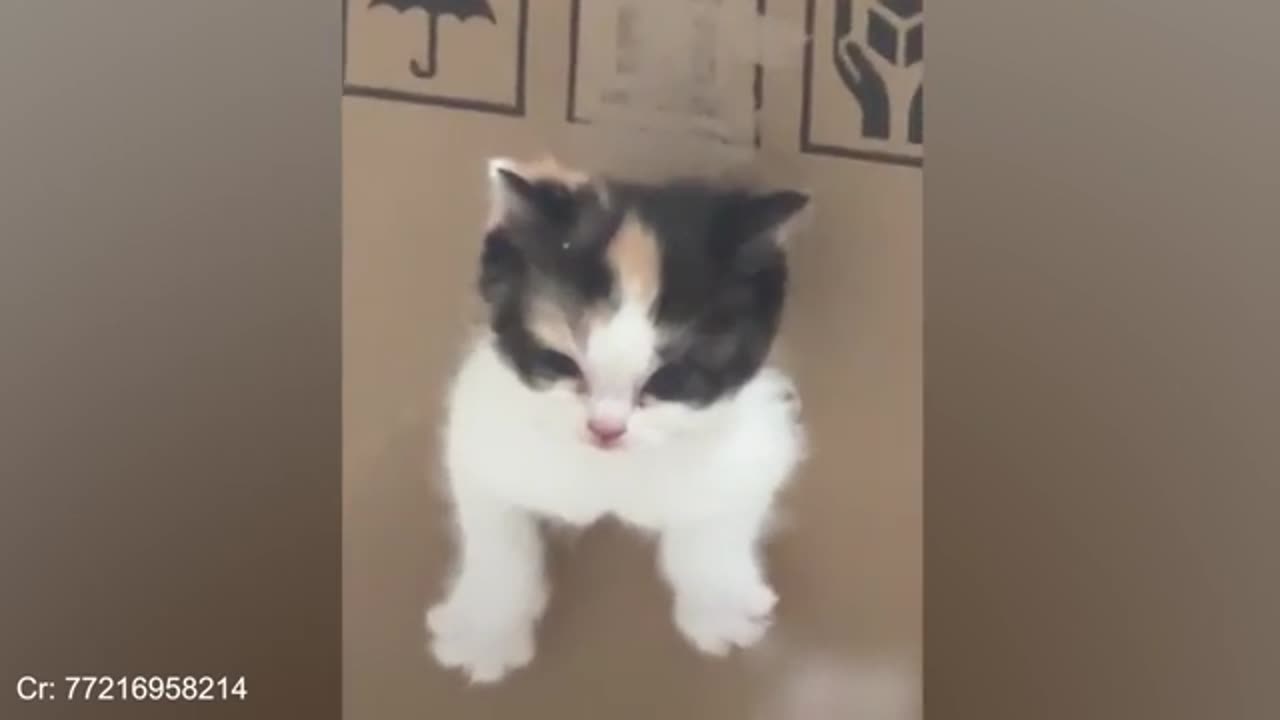 Funniest CATS and DOGS 2024 😂 Funny ANIMALS videos