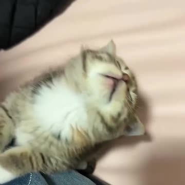 Cute and funny cat 😺😺🤣🤣, cute and funny animal