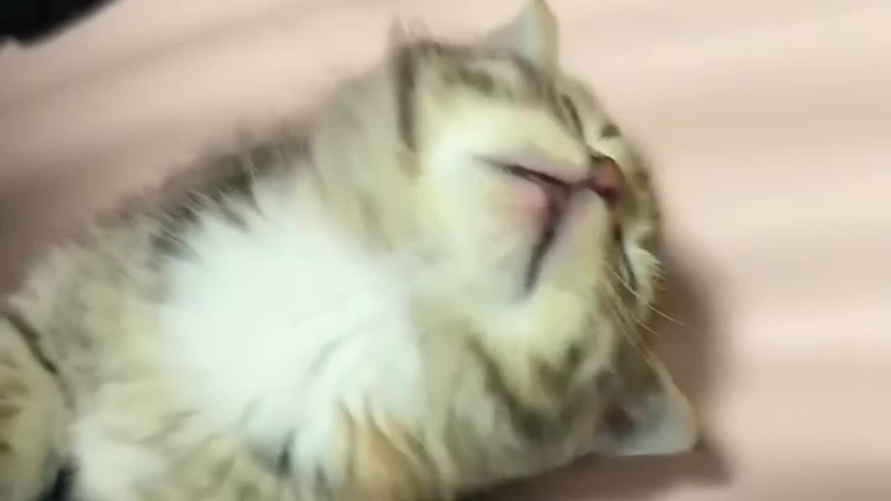 Cute and funny cat 😺😺🤣🤣, cute and funny animal