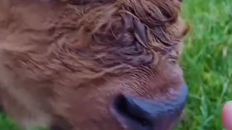 Calf