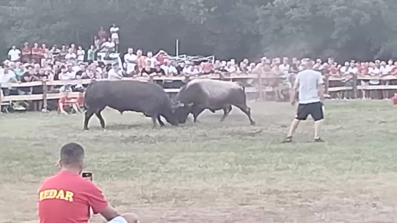 Jelenko vs Medonja