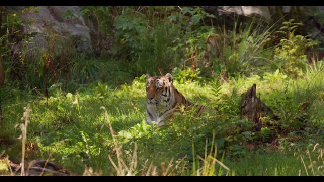 The tiger of the jungle