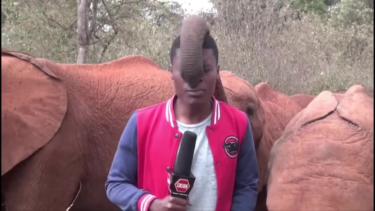 MAN vs ELEPHANT: Baby Elephant Plays with KBC Journalist