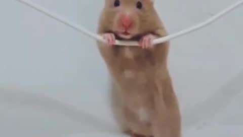 Funny Rat And power cord 🤣🤣