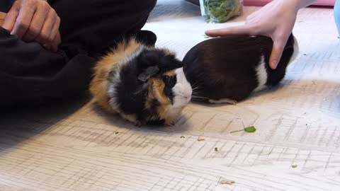 Bokkie's Travels - guinea pig therapy