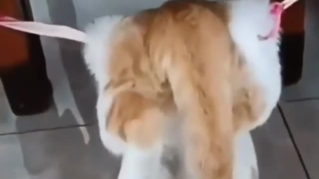 Funny cat video. Can't stop laughing!