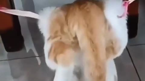 Funny cat video. Can't stop laughing!