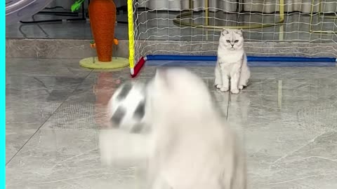 Loving Cat Action in Sports