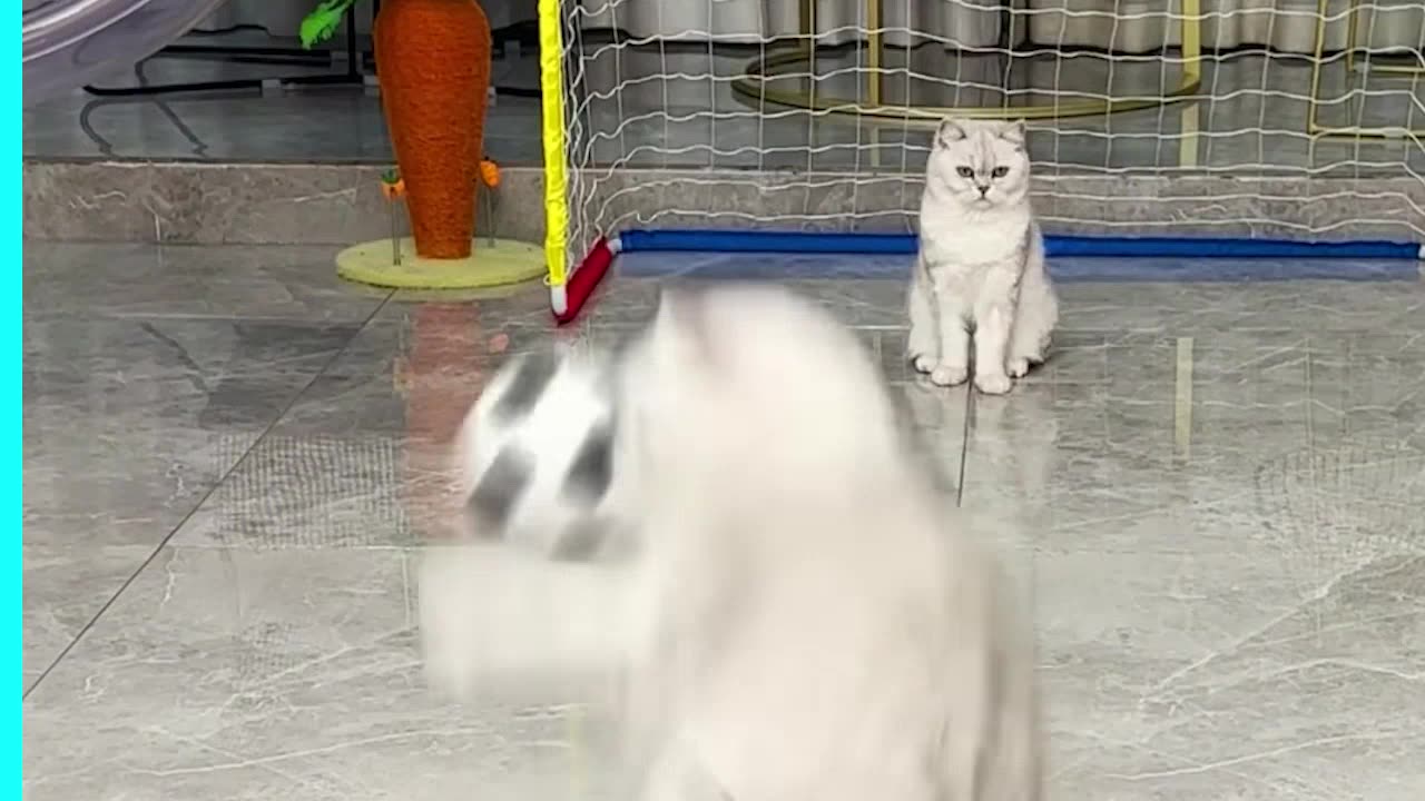 Loving Cat Action in Sports