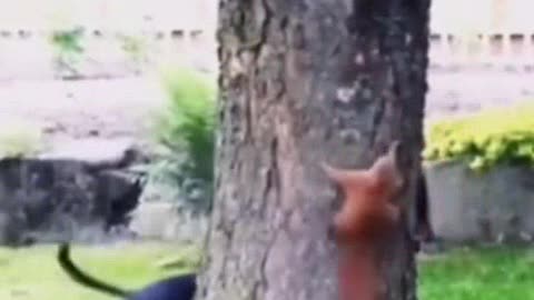 WATCH A SHORT VIDEO ABOUT HOW A SQUIRREL PLAY WITH THE DOG, FUNNY ANIMALS, FUNNY VIDEOS