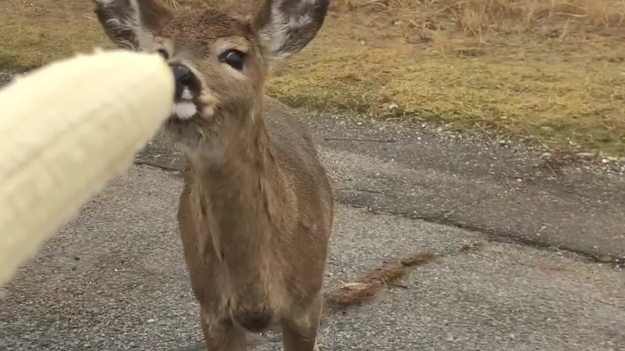 Deer Walks Up to Car Window To Eat Banana! #Animals #Shorts