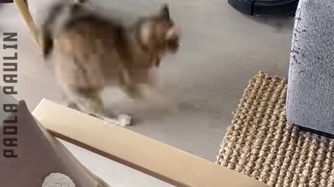 A Collection Of Funniest Cats