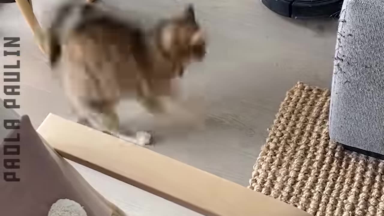 A Collection Of Funniest Cats