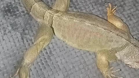 Green Iguana Split?!