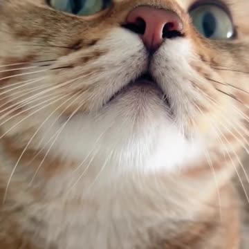 A CUTE CATS BEFORE EAT