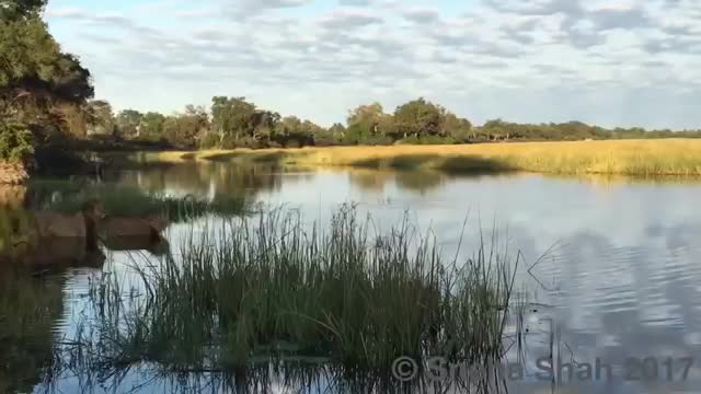 Two lions attacked by crocodile