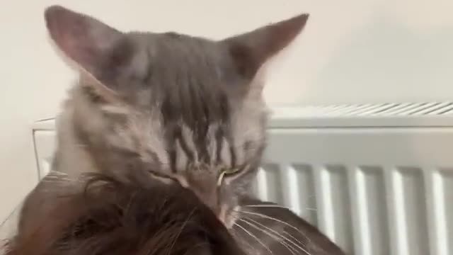 funny cats, funny cats and dogs, funny cats videos, funny cats compilation, funny cats shorts