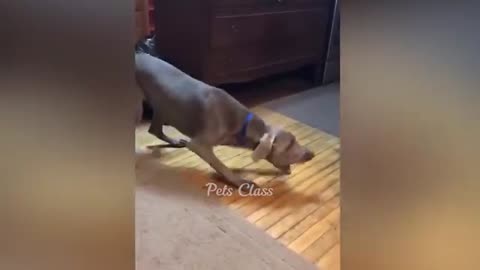 animal Funny comedy video 🤣🤣🤣🤣😂🤣