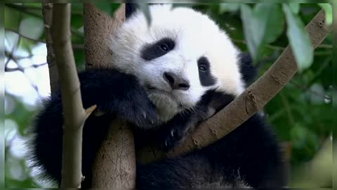 Panda Panda Bear Nature Wildlife Wild Animals Beautiful Animals Cute Panda