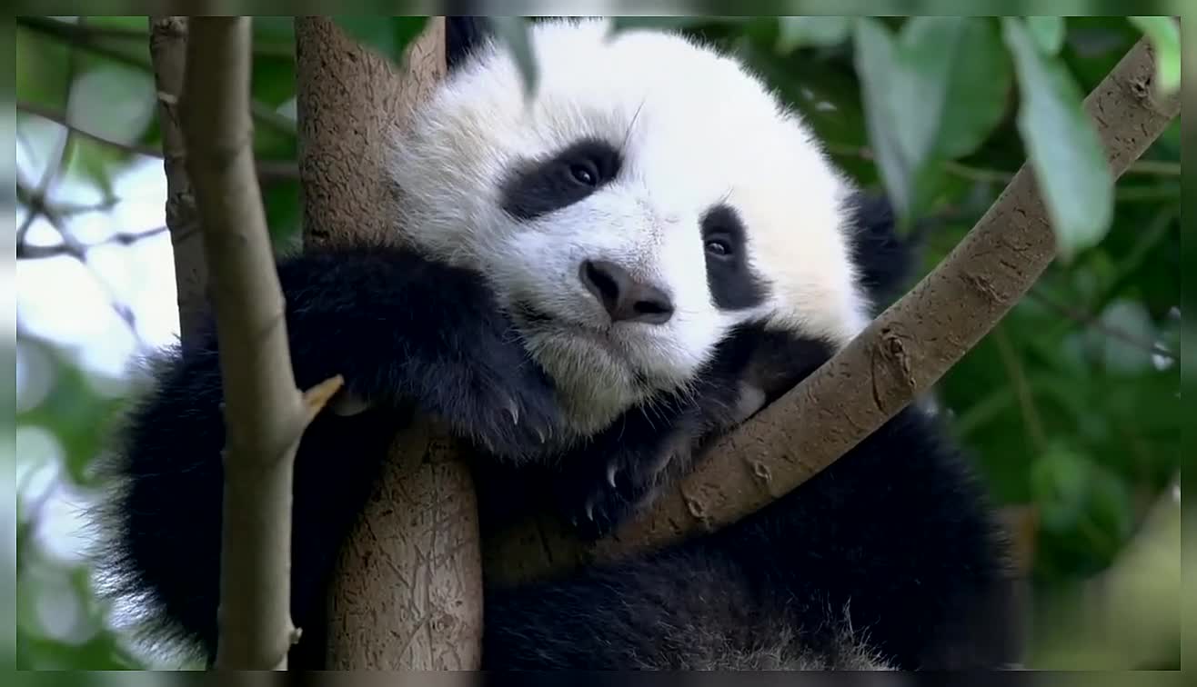 Panda Panda Bear Nature Wildlife Wild Animals Beautiful Animals Cute Panda