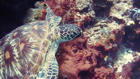 A underwater turtle.