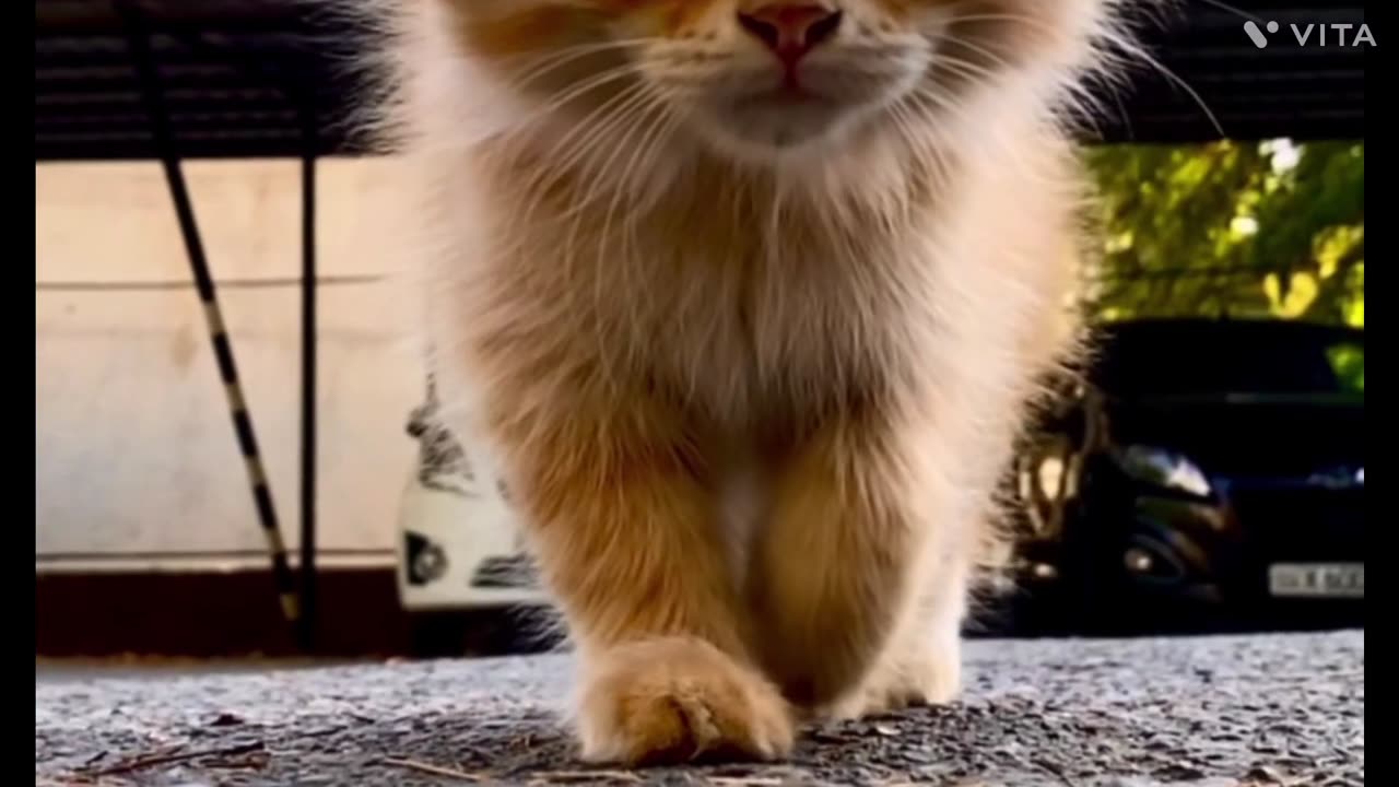 baby cats ! cute and funny cat videos compilation #16 ! cute animals