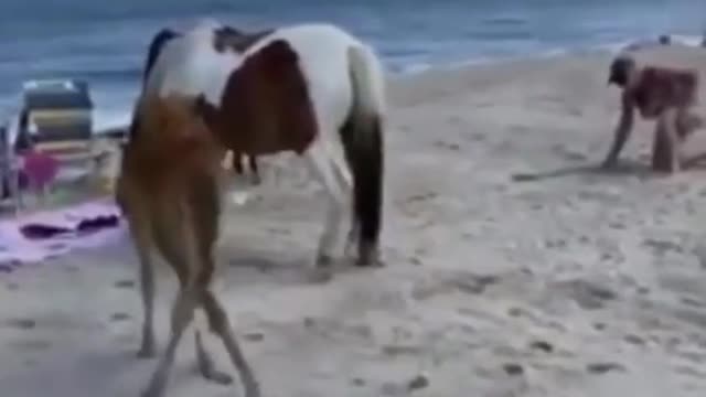 Horses, impudent