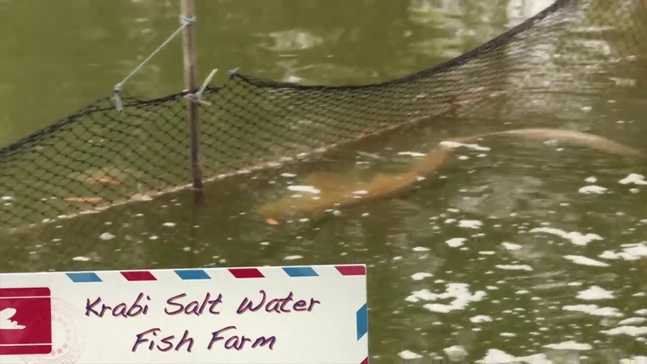 Fish Farm in Krabi, Thailand