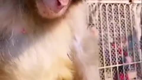 Funny 🤣 Monkey Video