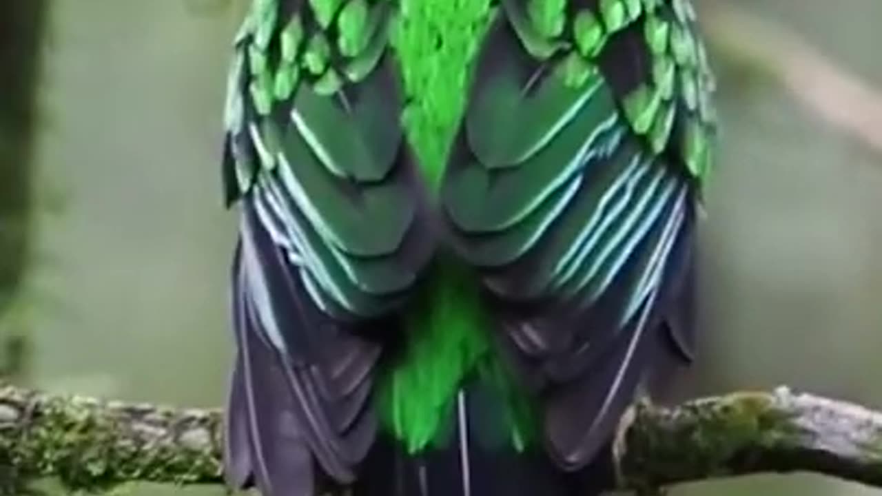 Beautiful bird in the world