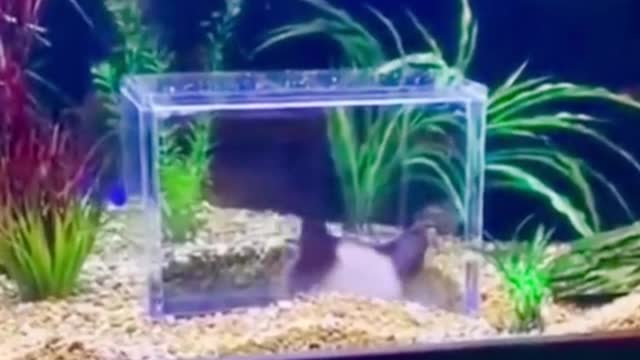 Is the cat in the water