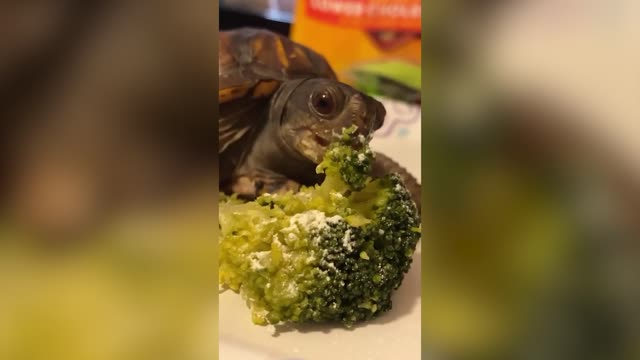 SHELL WE DANCE? Pet Turtle Goes Viral For Slick Dancing Moves