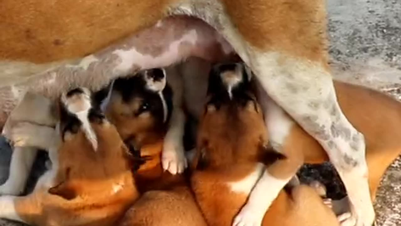 Cute puppies drinking milk. So adorable