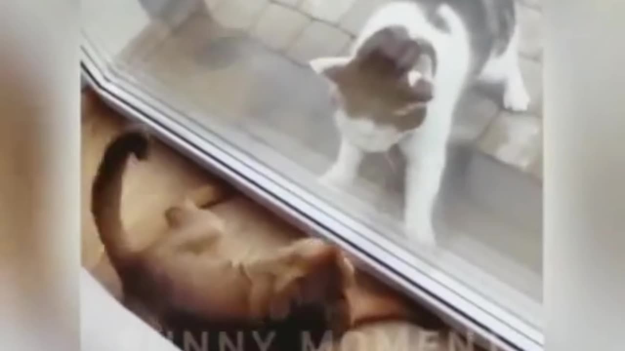 2023 FUNNY ANIMALS TIME TO LAUGH.