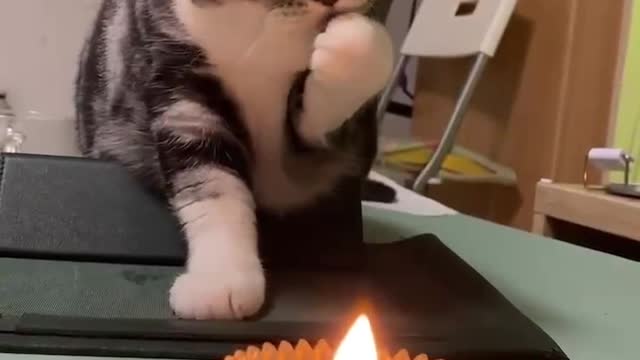 Kitty