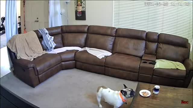 🥪 Sandwich Thief Caught on Tape! | DOGS