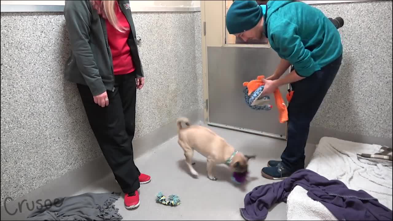 Santa Crusoe Visits Humane Society